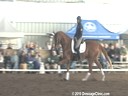 NEDA Fall Symposium<br>
Steffen Peters<br>
Riding & Lecturing &<br>
Assisting<br>
Abby Martin<br>
Falco<br>
Danish Gelding<br>
Duration: 34 minutes

