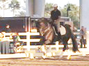 Available on DVD No.9<br>PRCS Professional Riders Clinic Symposium<br>Hubertus Schmidt<br>Assisting<br>Oded Shimoni<br>Jim Brandon<br>Equestrian Center<br>Wellington Florida<br>Duration: 24 minutes