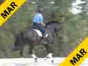 Jeremy Steinberg<br>
Assisting<br>
Caitlyn Cushman<br>
Caruso<br>
Hanoverian<br>
by: Cantucci<br>
11 yrs. old Gelding<br>
Training: Schooling GP<br>
Duration: 60 minutes

