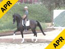 USDF APPROVED<br>
University Accreditation<br>
Steffen Peters<br>
Riding & Lecturing<br>
Montango<br>
KWPN<br>
by:Contango<br>
14 yrs. old Dutch Gelding<br>
Owner: Mary & Jim Keenan<br>
Training: 1-1/1-2 Level<br>
Duration: 37 minutes