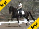 Available on DVD No.38<br>Elizabeth Ball<br>Riding &  Lecturing<br>Selton HW<br> by:Sandro Hit<br>Hanoverian<br>5 yrs. old Gelding<br>Training: FEI  Level<br>Duration: 40 minutes
