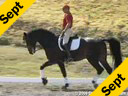 USDF APPROVED<br>
University Accreditation<br>
Steffen Peters<br>Riding & Lecturing<br>Ravel<br>11 yrs. old KWPN<br>by: Contango<br>Training: Grand Prix<br>Duration: 33 minutes