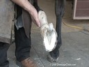 Grant Moon<br>Lecture & Demonstration<br>Corrective Shoeing<br>Left Front Foot<br>Duration: 27 minutes