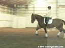 U.S.Trainers & Judges Young Horse Forum<br>Part 2<br>
Discussion & Practical<br>
Demonstration of Gaits<br>
by: Micheal Poulin &<br> 
Christoph Hess<br>
Subjects:<br>
Basic Paces<br>
Ability of Movement<br>
Rhythm & Tempo<br>
Trai